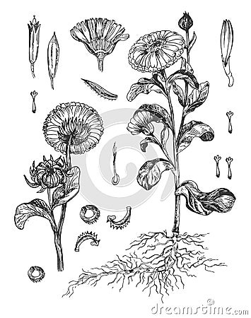 Contour medical plant calendula Vector Illustration