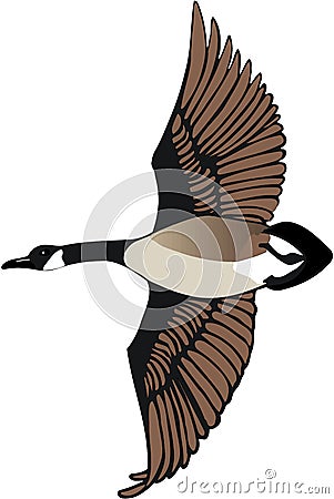 Canadian Goose Flying Illustration Vector Illustration