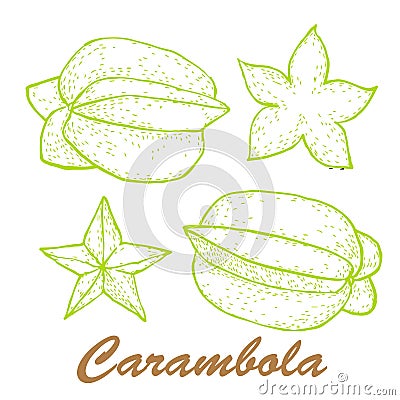 Vector illustration of carambola. Exotic fruit painted in Indian ink. Botanical food illustration. Cartoon Illustration