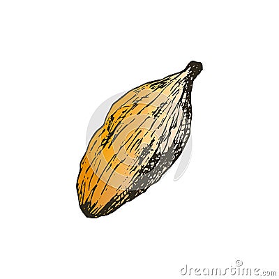 Vector illustration of cardamom seed in freehand style drawings. Spices and seasonings for Asian cuisine, masala tea and mulled Vector Illustration