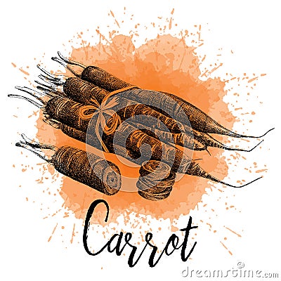 Vector illustration of a carrot in hand-drawn Vector Illustration