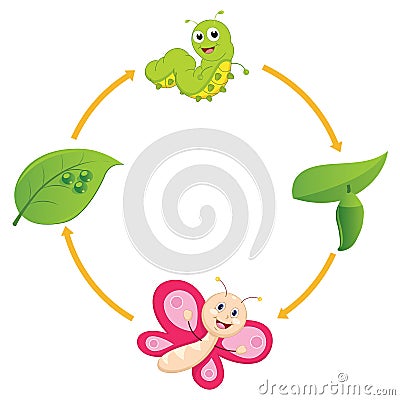 Vector Illustration of Cartoon Life Cycle of Butterfly Vector Illustration