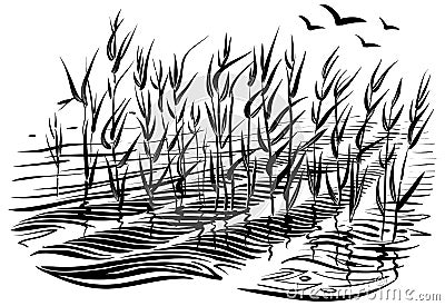 Vector illustration of cattails. Scene with river grass and water waves in the pond. Vector Illustration