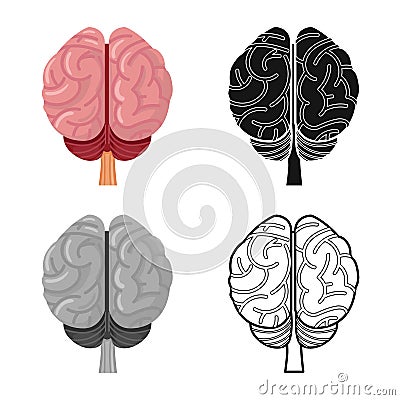 Vector illustration of cerebrum and hemisphere logo. Graphic of cerebrum and gyri stock vector illustration. Vector Illustration
