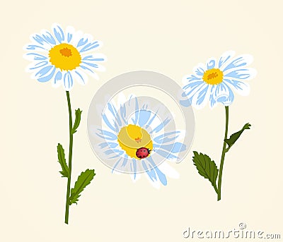 Vector illustration of chamomile Cartoon Illustration