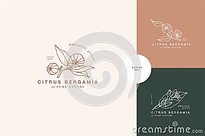 Vector illustration citrus bergamia branch - vintage engraved style. Logo composition in retro botanical style. Vector Illustration