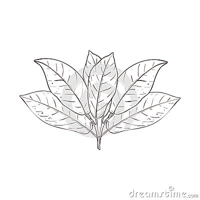 Vector illustration of cocoa leaves. Black outline of cacao branch, graphic drawing. For postcards, design and Vector Illustration