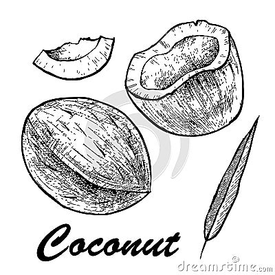 Vector illustration of a coconut.Coconut isolated on white background. Sketch vector tropical food illustration. Vector Illustration