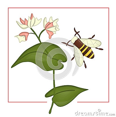 Vector illustration of colored buckwheat with bumblebee Vector Illustration