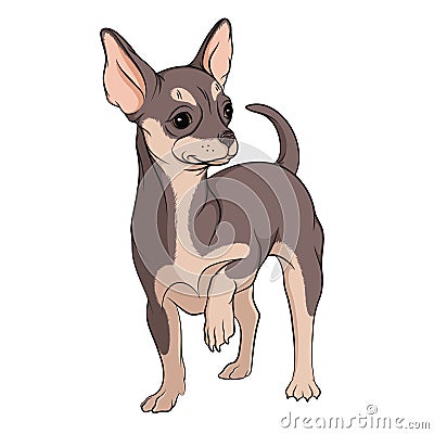 Vector illustration of colored chihuahua on a white background. EPS10 Vector Illustration