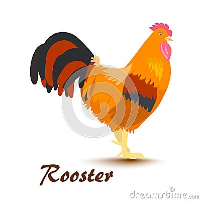 Vector illustration of colorful rooster Cartoon Illustration
