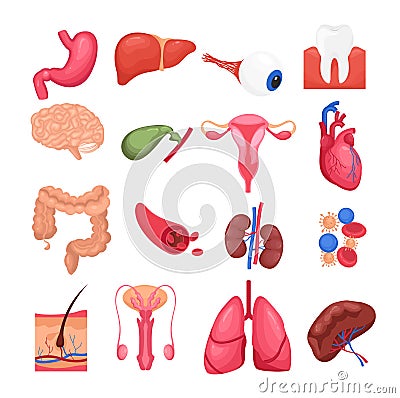 Vector illustration colorful set of human organs with liver, kidneys brain pancreas, heart female reproductive system Vector Illustration