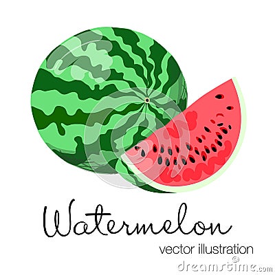 Vector illustration of colorful watermelon. Cartoon Illustration