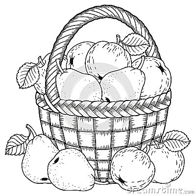 Vector illustration for coloring. Thanksgiving Day. Harvest of apples and pears in a basket Vector Illustration