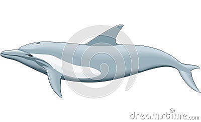 Common Dolphin Illustration Vector Illustration