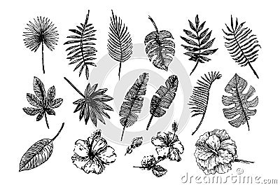 Vector illustration concept of tropical leaves and flowers. Black on white background Vector Illustration