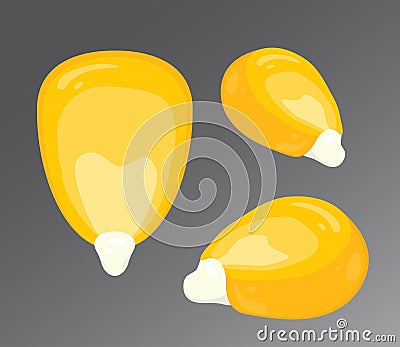 Vector illustration of corn kernel isolated on gray background. Set of different angles of view Vector Illustration