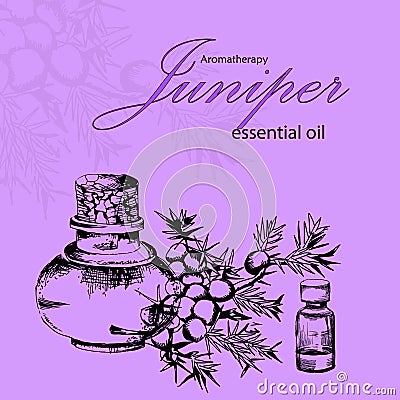 Vector illustration of cosmetic oil of juniper Vector Illustration