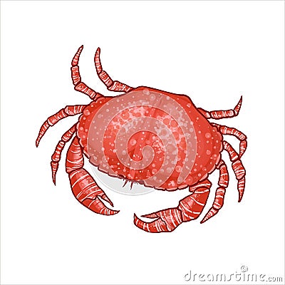 Vector illustration of a crab in realistic style. Vector Illustration