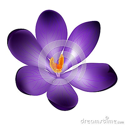 Vector illustration of crocus flower isolated on the white background Vector Illustration