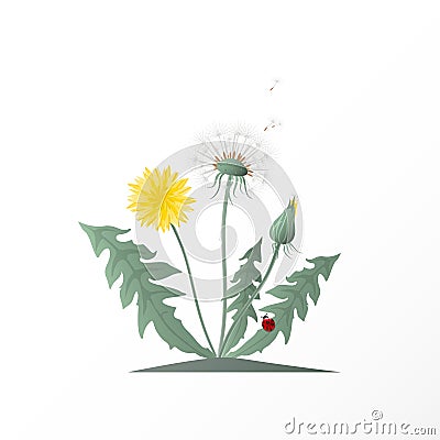 Vector illustration dandelions with seed head, green leaves, yellow flower and red ladybug. Summer or spring wild field flower on Cartoon Illustration