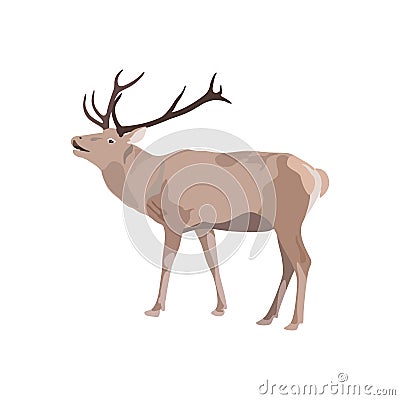 Vector illustration of deer with antler Vector Illustration