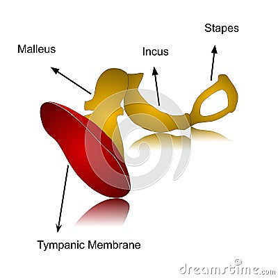 Vector illustration and description of tympanic membrane with bony ossicles. Tympanic membrane or myringa Cartoon Illustration