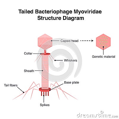 Tailed bacteriophage Myoviridae structure diagram Cartoon Illustration