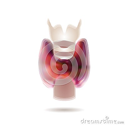 Vector Illustration Of Diagram Of Thyroid Gland Vector Illustration