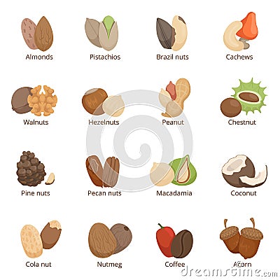 Vector illustration of different nuts. Vector set isolate Vector Illustration