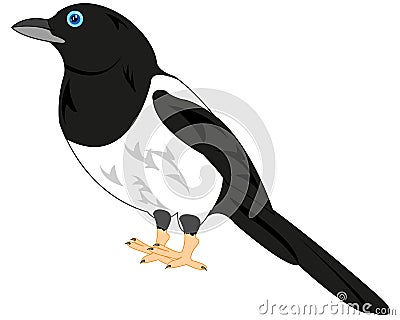 Bird magpie on white background is insulated Vector Illustration