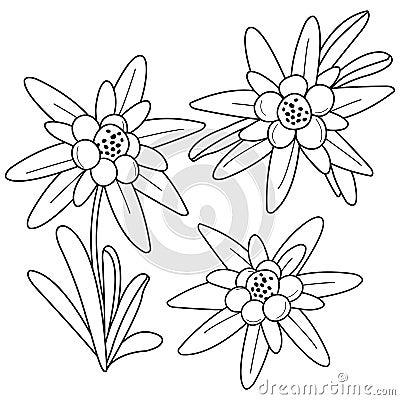 Edelweiss flowers. Isolated edelweiss on white background. Vector black and white coloring page. Vector Illustration