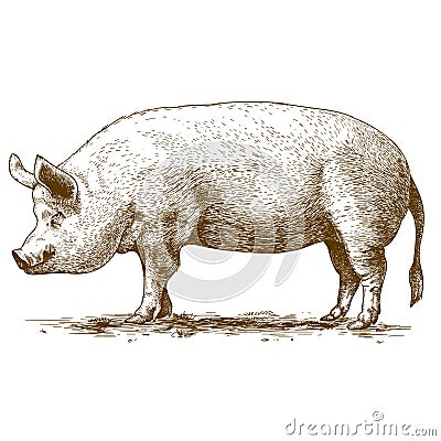 Vector illustration of engraving big hog Vector Illustration