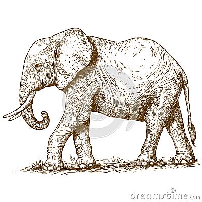 Vector illustration of engraving elephant Vector Illustration