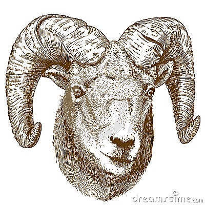 Vector illustration of engraving ram head Vector Illustration