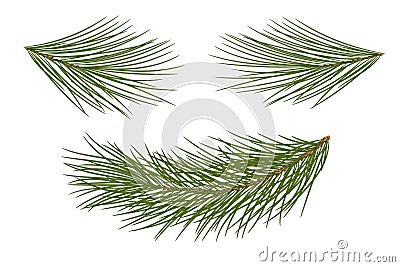 Vector illustration. Eps 10.Set of pine branches for festive dec Vector Illustration