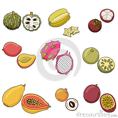 Vector illustration of exotic fruits. Vector Illustration
