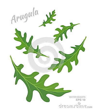 Vector illustration of falling Arugula leaves isolated on white background. Fresh spices and condiments Vector Illustration