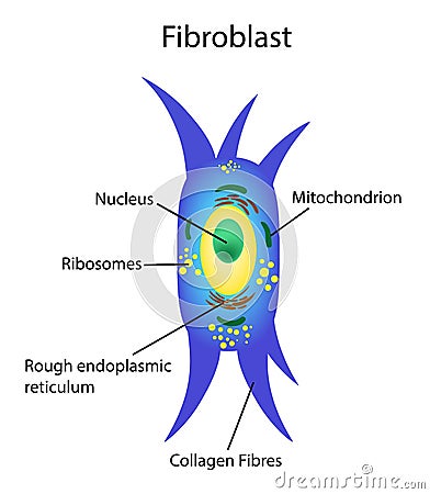 Vector illustration. Fibroblast is a dermis cell. Structure of Fibroblast cell. Vector Illustration