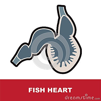 Vector illustration of fish schematic heart anatomy Vector Illustration