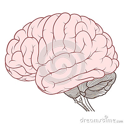 Coloured cerebrum of human brain anatomy side view flat Vector Illustration