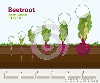 Vector illustration in flat style. Phases and stage of growth, development and productivity of beetroot in the garden Vector Illustration