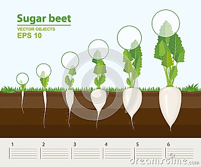 Vector illustration in flat style. Phases and stage of growth, development and productivity of sugar beet in the garden Vector Illustration