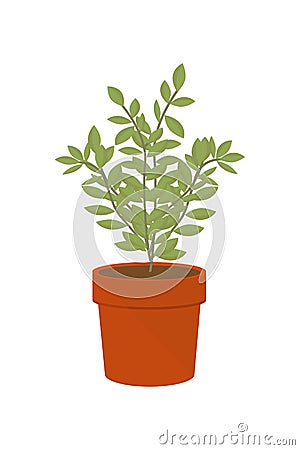 Vector illustration flower, plant growing in a pot. Potted plant icon. Little plant seedling. Vector Illustration