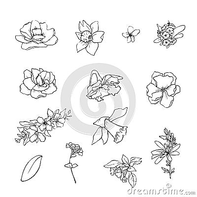 Vector illustration of flowers and leaves in doodle handdraw style Vector Illustration