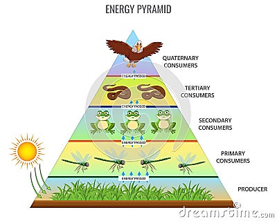 Vector illustration of a food chain energy pyramid Cartoon Illustration