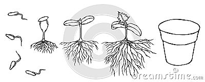 Vector Illustration of Germ and Seeds Sprout with Roots in Ground. Seedling, Shoot, Sapling Gardening Plant. Trees Vector Illustration