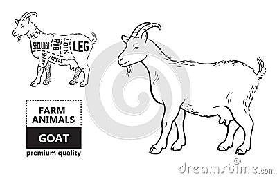 Vector illustration goat cuts diagram or chart. Goat black silhouette Vector Illustration