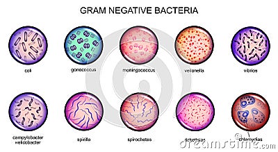 Gram negative bacteria Vector Illustration