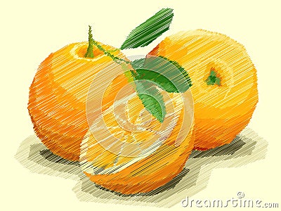 Vector illustration of drawing fruit oranges. Vector Illustration